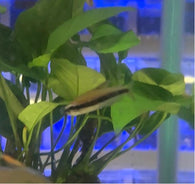 Blue Kerri Tetra (Emperor)