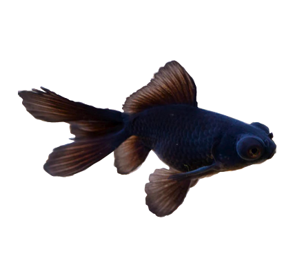 Fancy Goldfish – Bay Bridge Aquarium