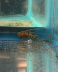 Calico Bristlenose Pleco