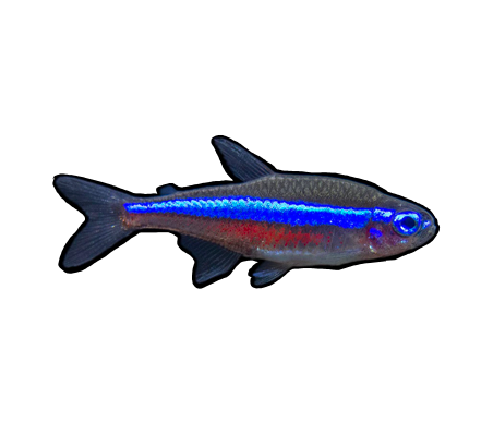 Green Neon Tetra.