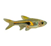 Narrow Wedge Rasbora