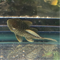 Chubby Pleco L056