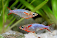 Daisy's Blue Ricefish/Cardinal Lampeye