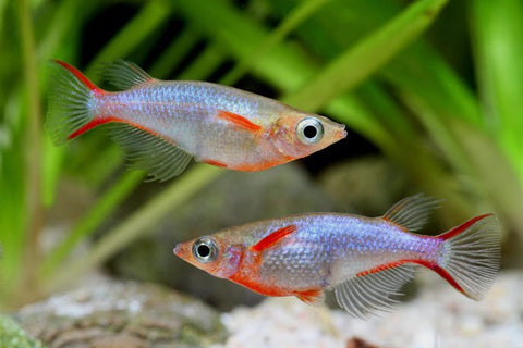 Daisy's Blue Ricefish/Cardinal Lampeye