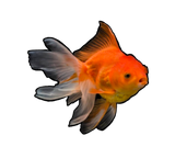 Fancy Goldfish