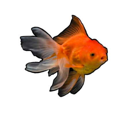 Fancy Goldfish – Bay Bridge Aquarium