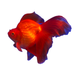 Fancy Goldfish