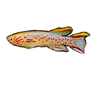Gardneri's Killifish P82