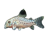 Reticulated Cory Julii false