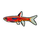 Chili Rasbora