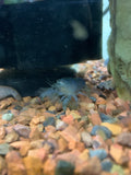 Vampire Shrimp