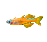 Red Neon Rainbow