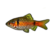 Odessa Barb