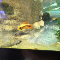 Apistogramma Agassizi Double Red