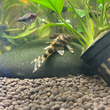 Tiger Peckoltia Candy Stripe Pleco L015