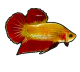 Betta Fish