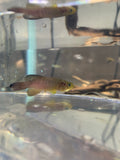 Redtail Notho