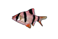 Tiger Barb