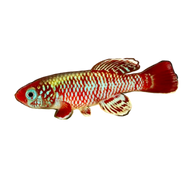 Eggers Killifish Pair