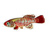 Eggers Killifish Pair