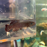 Eggers Killifish Pair