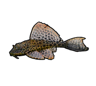 Marble Sailfin Pleco
