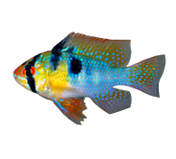 German Blue Ram