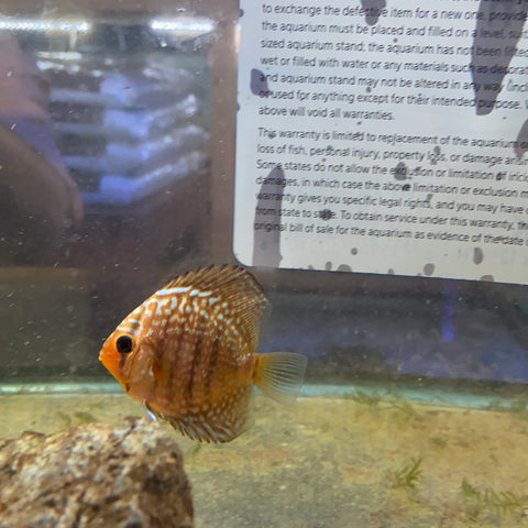 Red Turquoise Discus 2”