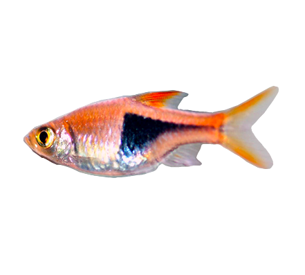 Pork Chop Rasbora. – Bay Bridge Aquarium