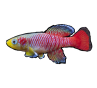 Guenther's Killifish PAIR