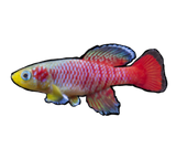 Guenther's Killifish PAIR