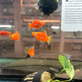 Red Platy