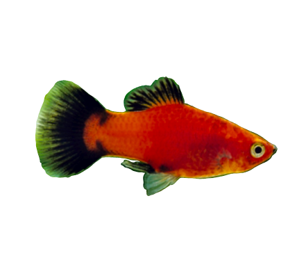 Assorted Platy - Bay Bridge Aquarium