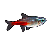 Diamond Head Neon Tetra