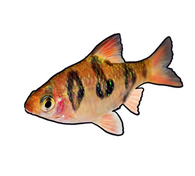 Rhombo Barb
