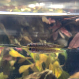 Aphyosemion Christyi Pair