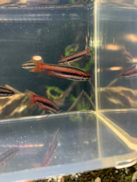 Red Arc Pencilfish