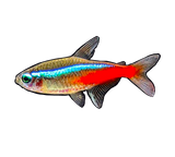 Neon Tetra