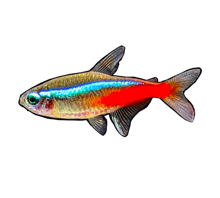 Tetra fish top