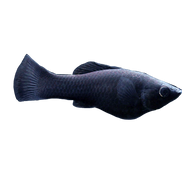 Black Molly