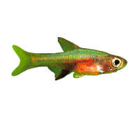 Neon Red Rasbora