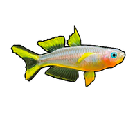 Fork Tail Blue Eye Furcata Rainbow