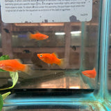 Red Platy