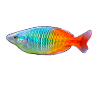 Boesemani's Rainbow