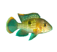Green Terror