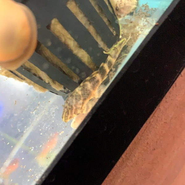 L104 Clown Pleco - Bay Bridge Aquarium