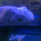 Apistogramma borelli blue