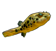 Spotted Congo Leopard Puffer