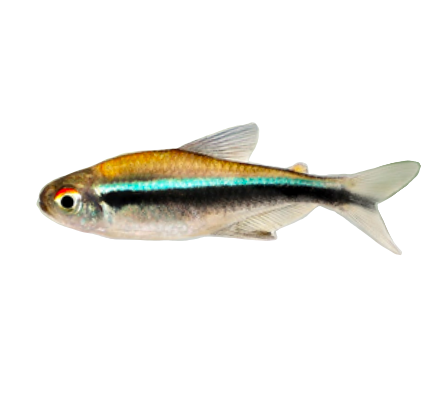 Black Neon Tetra