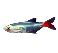 Glass Bloodfin Tetra